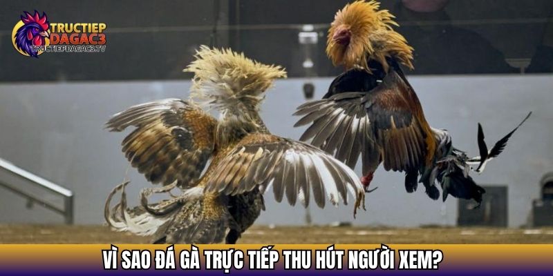 Đá Gà Trực Tiếp Hôm Nay – Xem Đá Gà Cực Nóng Và Kịch Tính 3 Vì sao đá gà trực tiếp thu hút người xem?