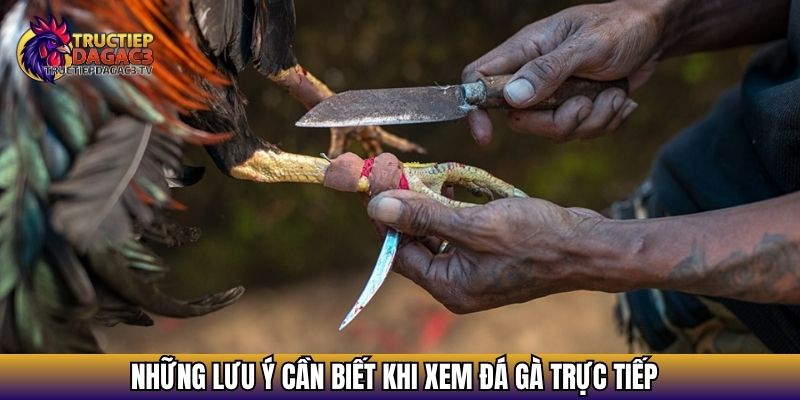 Đá Gà Trực Tiếp Hôm Nay – Xem Đá Gà Cực Nóng Và Kịch Tính 4 Những lưu ý cần biết khi xem đá gà trực tiếp