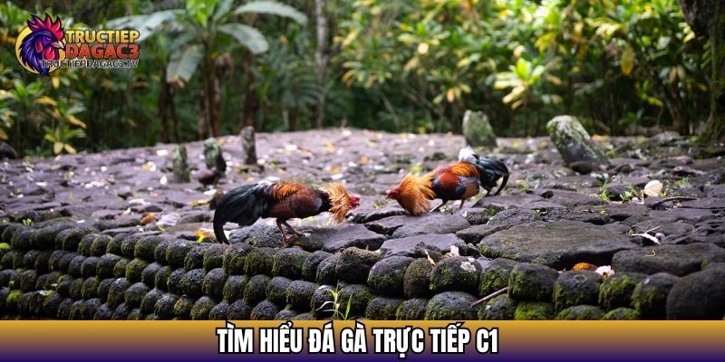 Đá Gà Trực Tiếp C1 - Xem Chọi Gà Và Nhận Định Kết Quả 2 Tìm hiểu đá gà trực tiếp C1