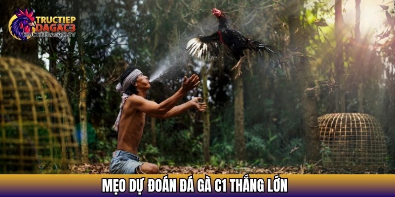 Đá Gà Trực Tiếp C1 - Xem Chọi Gà Và Nhận Định Kết Quả 4 Mẹo dự đoán đá gà C1 thắng lớn