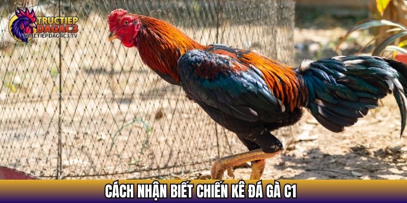 Đá Gà Trực Tiếp C1 - Xem Chọi Gà Và Nhận Định Kết Quả 3 Cách nhận biết chiến kê đá gà C1
