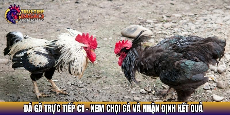 da ga truc tiep c1