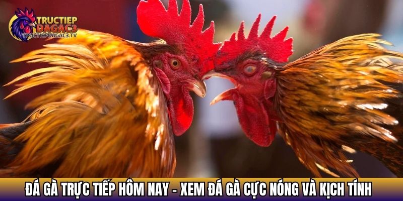 da ga truc tiep