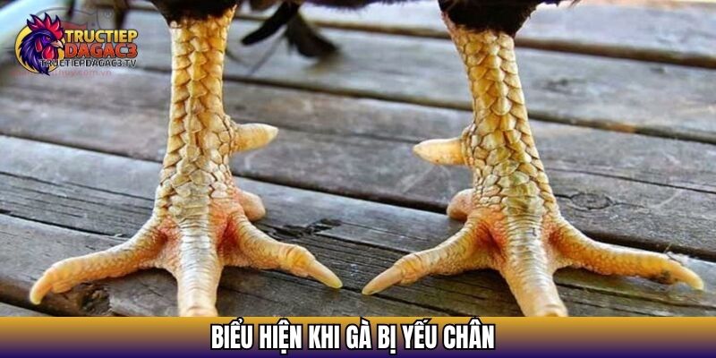 Nguyên Nhân Gà Chọi Bị Yếu Chân Và Cách Khắc Phục Hiệu Quả 2 Biểu hiện khi gà bị yếu chân