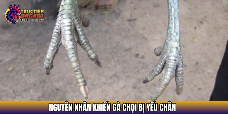 Nguyên Nhân Gà Chọi Bị Yếu Chân Và Cách Khắc Phục Hiệu Quả 3 Nguyên nhân khiến gà chọi bị yếu chân