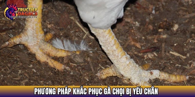 Nguyên Nhân Gà Chọi Bị Yếu Chân Và Cách Khắc Phục Hiệu Quả 4 Phương pháp khắc phục gà chọi bị yếu chân