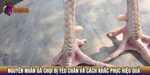 ga choi bi yeu chan
