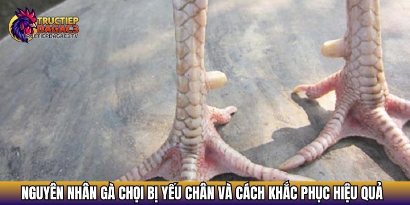 ga choi bi yeu chan