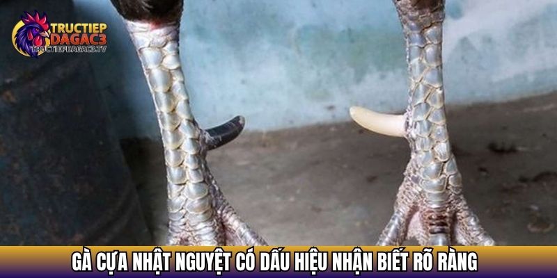 Gà cựa nhật nguyệt có dấu hiệu nhận biết rõ ràng