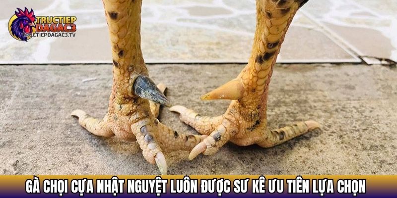 Gà chọi cựa nhật nguyệt luôn được sư kê ưu tiên lựa chọn