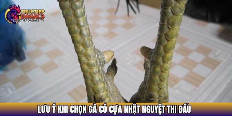 Lưu ý khi chọn gà có cựa nhật nguyệt thi đấu
