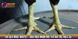 ga cua nhat nguyet