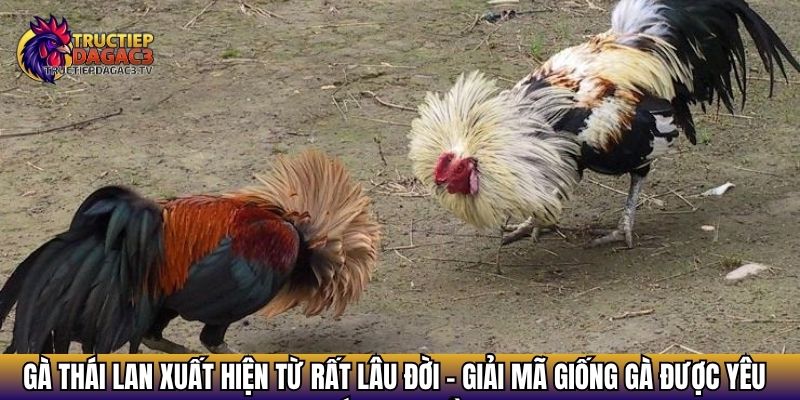 Gà Đòn Thái Lan - Giải Mã Giống Gà Được Yêu Thích Top Đầu 2 Gà Thái Lan xuất hiện từ rất lâu đời