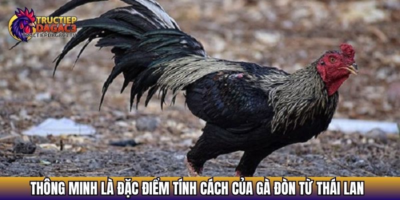 Gà Đòn Thái Lan - Giải Mã Giống Gà Được Yêu Thích Top Đầu 4 Thông minh là đặc điểm tính cách của gà đòn từ Thái Lan
