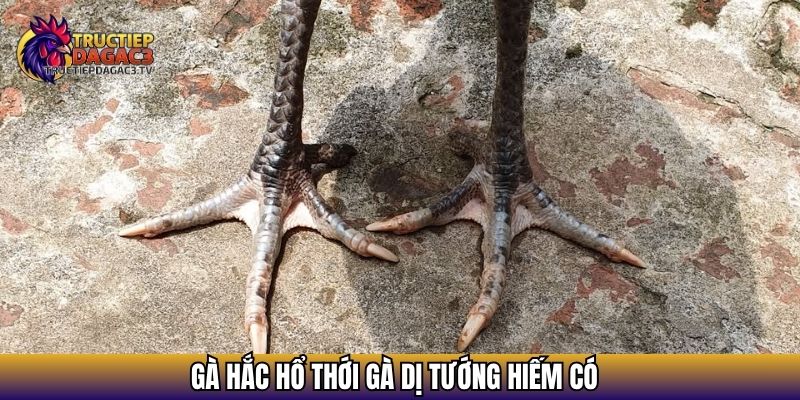 Gà Hắc Hổ Thới - Chiến Kê Dị Tướng Được Giới Sư Kê Săn Đón 2 Gà Hắc Hổ Thới gà dị tướng hiếm có