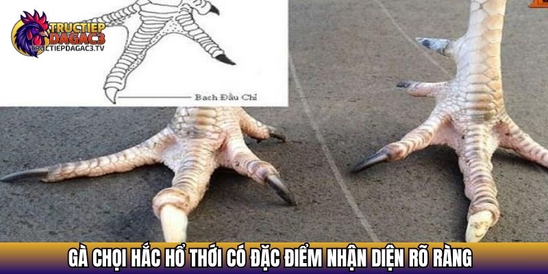 Gà Hắc Hổ Thới - Chiến Kê Dị Tướng Được Giới Sư Kê Săn Đón 3 Gà chọi Hắc Hổ Thới có đặc điểm nhận diện rõ ràng
