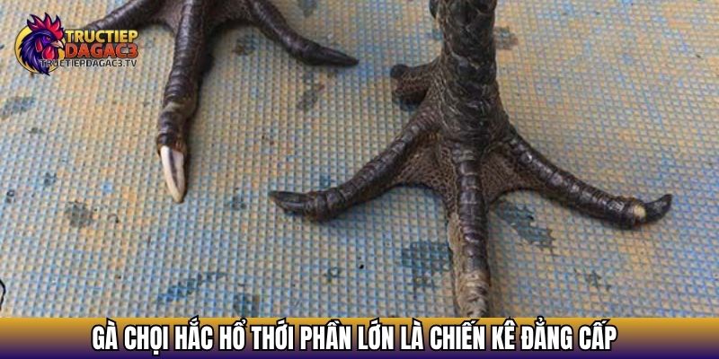 Gà Hắc Hổ Thới - Chiến Kê Dị Tướng Được Giới Sư Kê Săn Đón 4 Gà chọi Hắc Hổ Thới phần lớn là chiến kê đẳng cấp
