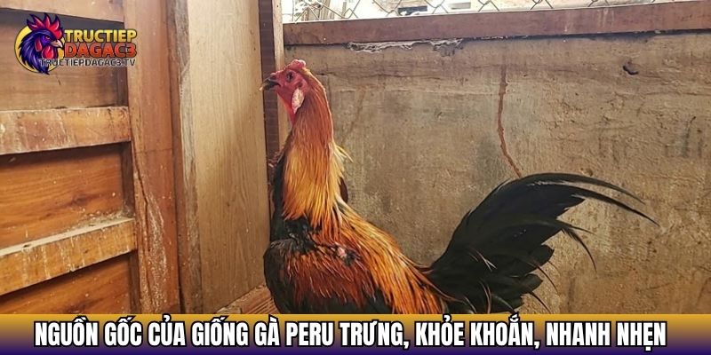 Gà Peru - Giống Gà Đặc Trưng Khỏe Khoắn, Nhanh Nhẹn 2 Nguồn gốc của giống gà Peru