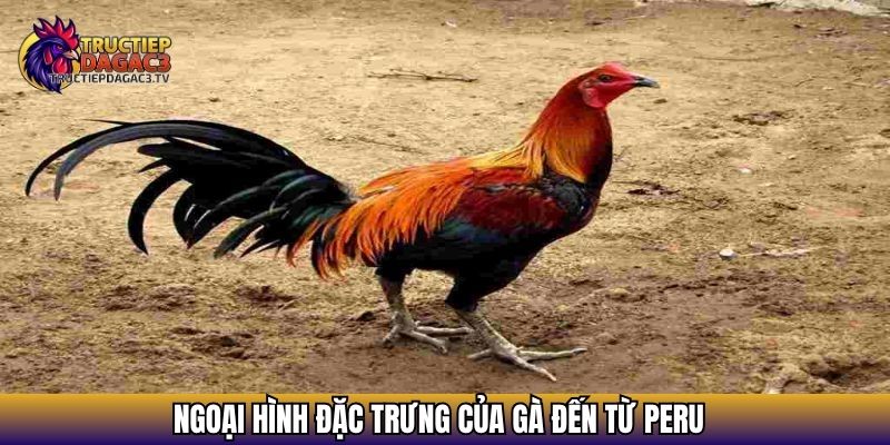 Gà Peru - Giống Gà Đặc Trưng Khỏe Khoắn, Nhanh Nhẹn 3 Ngoại hình đặc trưng của gà đến từ Peru