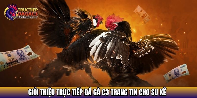 Giới Thiệu Trực Tiếp Đá Gà C3 - Cẩm Nang Cho Kê Thủ Đam Mê 1 Giới thiệu Trực tiếp đá gà C3 trang tin cho su kê