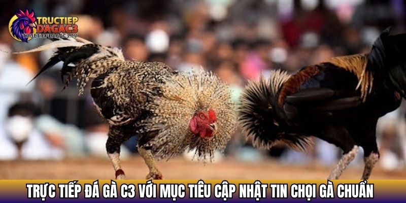 Giới Thiệu Trực Tiếp Đá Gà C3 - Cẩm Nang Cho Kê Thủ Đam Mê 2 Trực tiếp đá gà C3 với mục tiêu cập nhật tin chọi gà chuẩn
