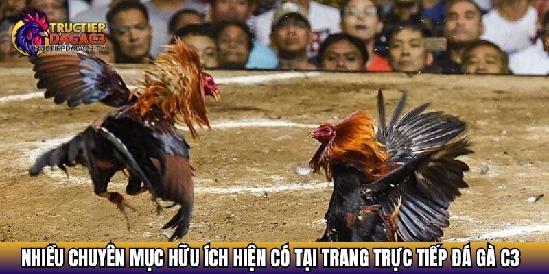 Giới Thiệu Trực Tiếp Đá Gà C3 - Cẩm Nang Cho Kê Thủ Đam Mê 3 Nhiều chuyên mục hữu ích hiện có tại trang Trực tiếp đá gà C3