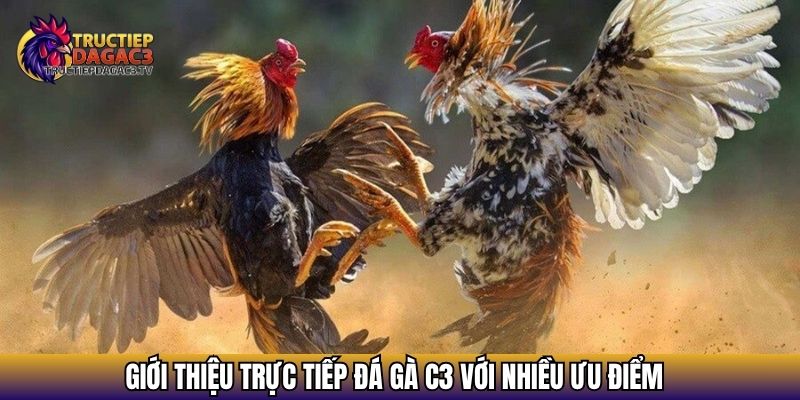 Giới Thiệu Trực Tiếp Đá Gà C3 - Cẩm Nang Cho Kê Thủ Đam Mê 4 Giới thiệu Trực tiếp đá gà C3 với nhiều ưu điểm