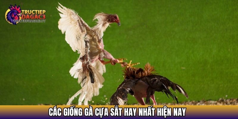 Các giống gà đá cựa sắt hay nhất hiện nay