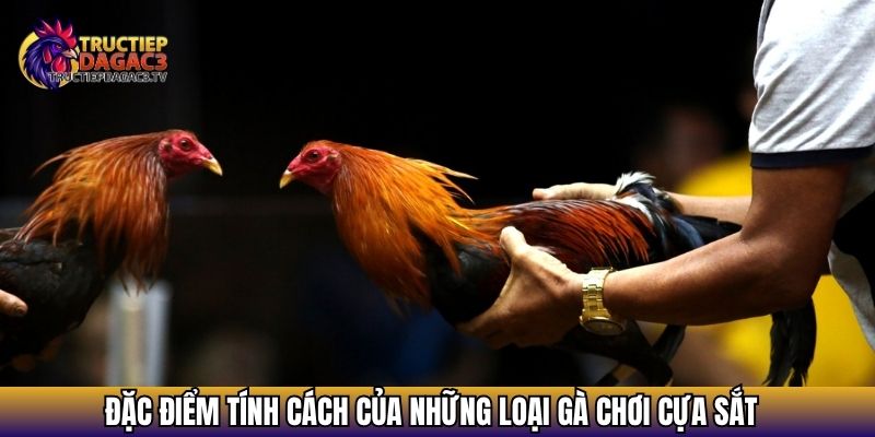 Đặc điểm tính cách của những loại gà chơi cựa sắt