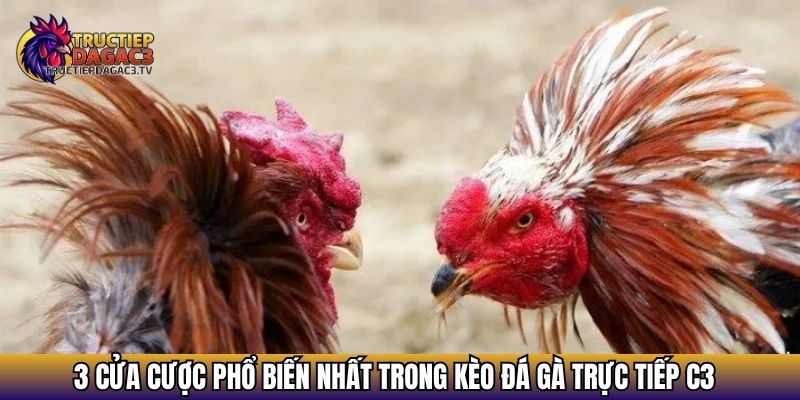 Kèo Đá Gà - Cẩm Nang Toàn Tập Về Cách Đọc Kèo 2025 2 3 cửa cược phổ biến nhất trong kèo đá gà trực tiếp c3