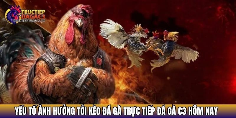 Kèo Đá Gà - Cẩm Nang Toàn Tập Về Cách Đọc Kèo 2025 3 Yếu tố ảnh hưởng tới kèo đá gà trực tiếp đá gà c3 hôm nay