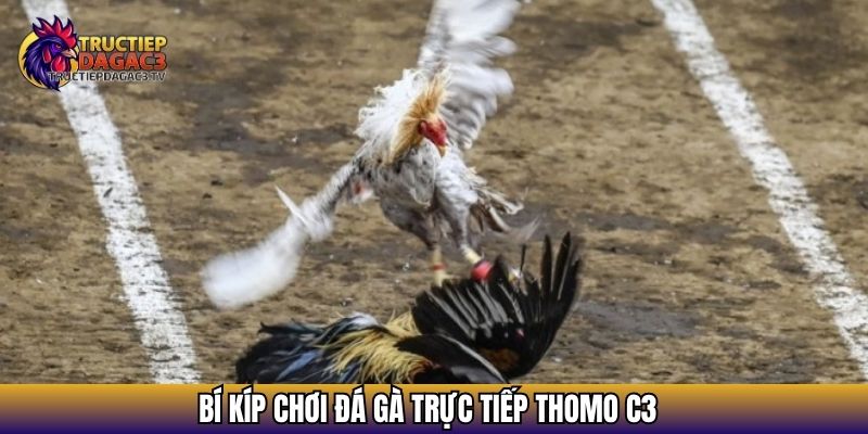 Kèo Đá Gà - Cẩm Nang Toàn Tập Về Cách Đọc Kèo 2025 4 Bí kíp chơi đá gà trực tiếp thomo c3
