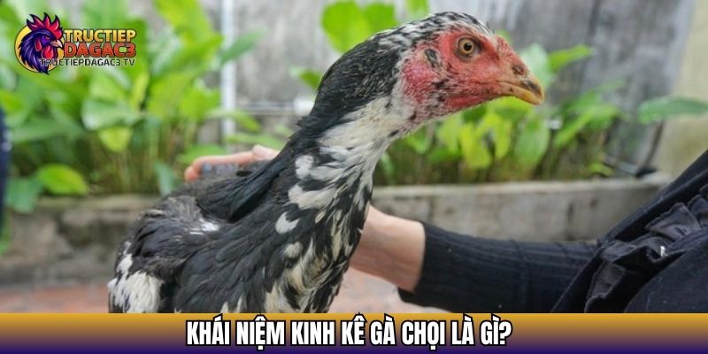 Kinh Kê Gà Chọi: Cẩm Nang Xem Tướng Gà Chuẩn Sư Kê Lão Luyện 2 Khái niệm kinh kê gà chọi là gì?