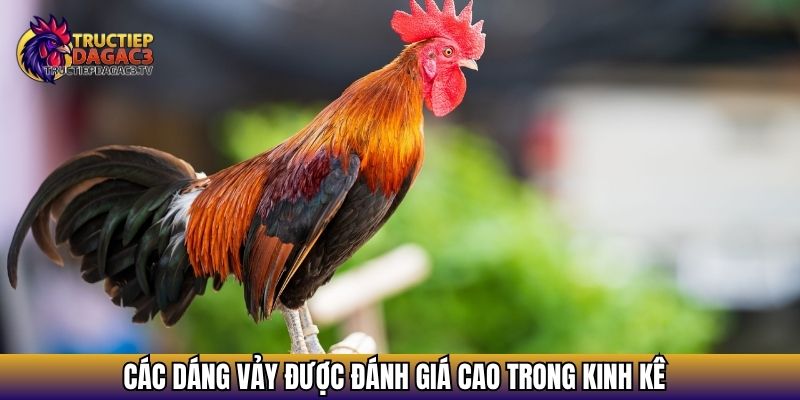 Kinh Kê Gà Chọi: Cẩm Nang Xem Tướng Gà Chuẩn Sư Kê Lão Luyện 3 Các dáng vảy được đánh giá cao trong kinh kê