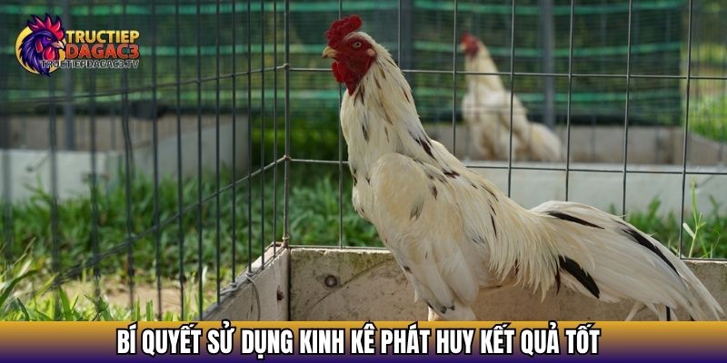 Kinh Kê Gà Chọi: Cẩm Nang Xem Tướng Gà Chuẩn Sư Kê Lão Luyện 4 Bí quyết sử dụng kinh kê phát huy kết quả tốt