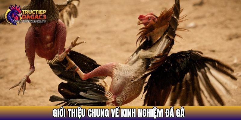 Giới thiệu chung về kinh nghiệm đá gà