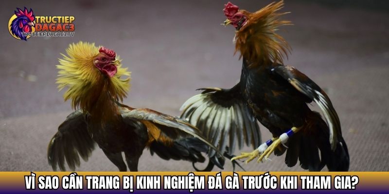 Vì sao cần trang bị kinh nghiệm đá gà trước khi tham gia?