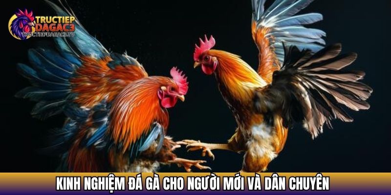Kinh nghiệm đá gà cho người mới và dân chuyên