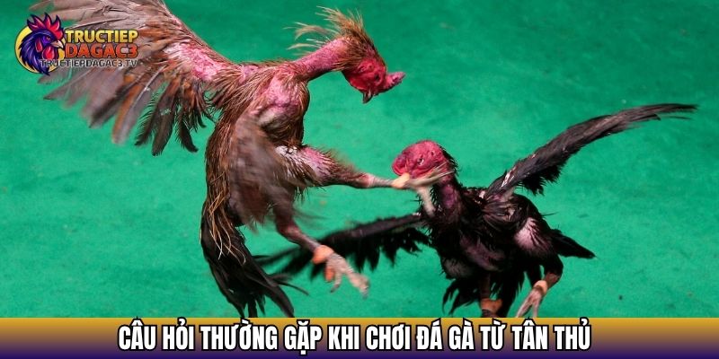 Câu hỏi thường gặp khi chơi đá gà từ tân thủ