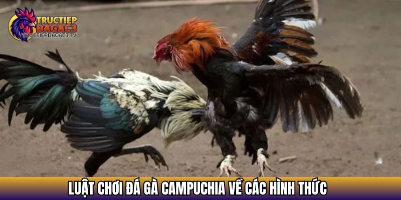Luật Chơi Đá Gà Campuchia Chuẩn Nhất: Tân Thủ Cần Biết 2 Luật chơi đá gà Campuchia về các hình thức