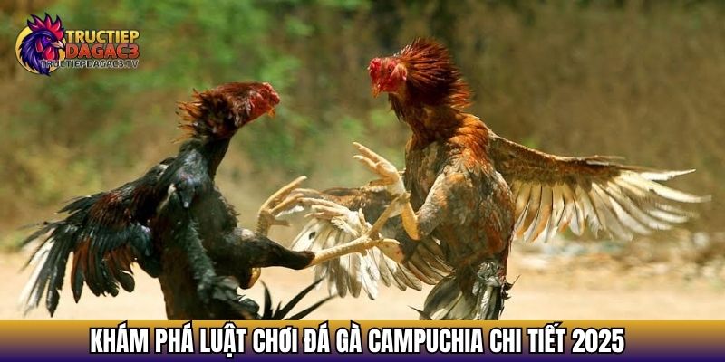 Luật Chơi Đá Gà Campuchia Chuẩn Nhất: Tân Thủ Cần Biết 3 Khám phá luật chơi đá gà Campuchia chi tiết 2025