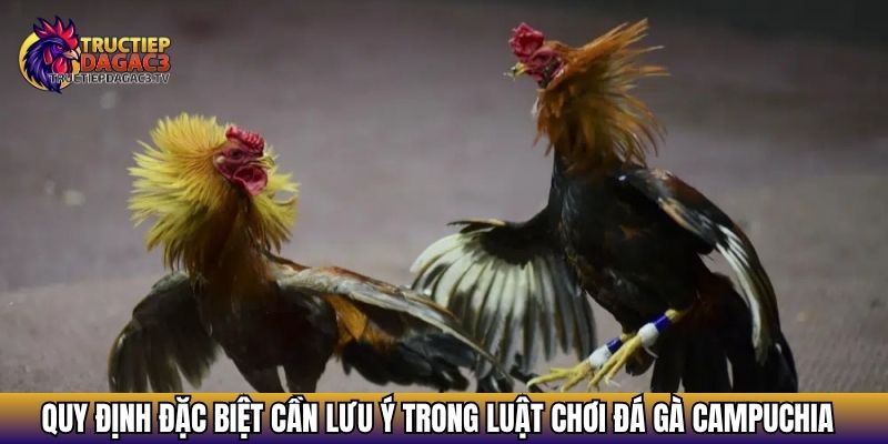 Luật Chơi Đá Gà Campuchia Chuẩn Nhất: Tân Thủ Cần Biết 4 Quy định đặc biệt cần lưu ý trong luật chơi đá gà Campuchia