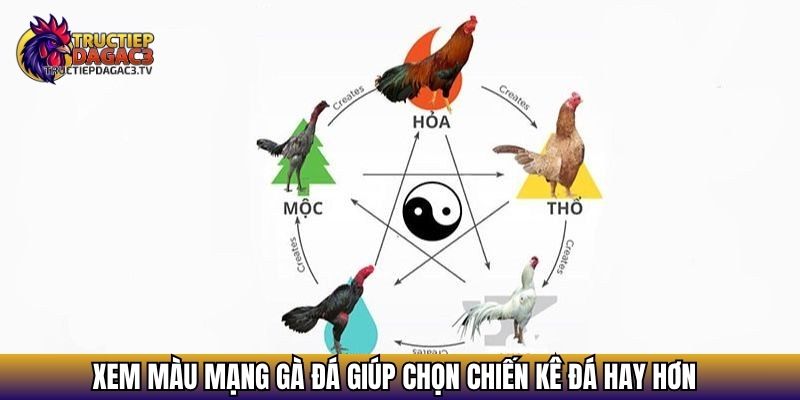 Màu Mạng Gà Đá - Yếu Tố Quyết Định Thắng Bại Trên Trường Gà 2 Xem màu mạng gà đá giúp chọn chiến kê đá hay hơn