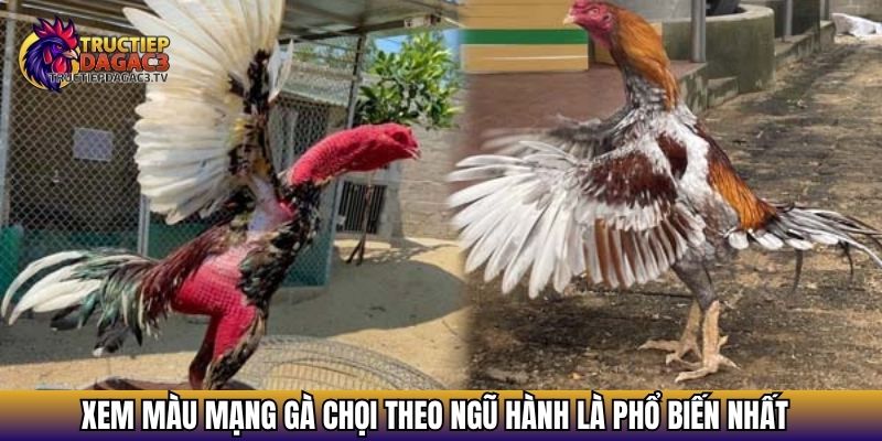 Màu Mạng Gà Đá - Yếu Tố Quyết Định Thắng Bại Trên Trường Gà 3 Xem màu mạng gà chọi theo ngũ hành là phổ biến nhất