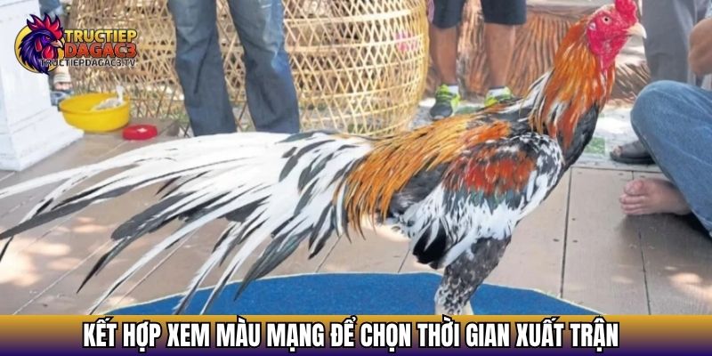 Màu Mạng Gà Đá - Yếu Tố Quyết Định Thắng Bại Trên Trường Gà 4 Kết hợp xem màu mạng để chọn thời gian xuất trận