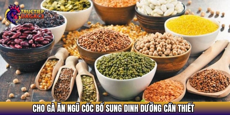 Ngũ Cốc Cho Gà Đá - Bí Quyết Nuôi Gà Sung Sức, Đá Bền 2 Cho gà ăn ngũ cốc bổ sung dinh dưỡng cần thiết