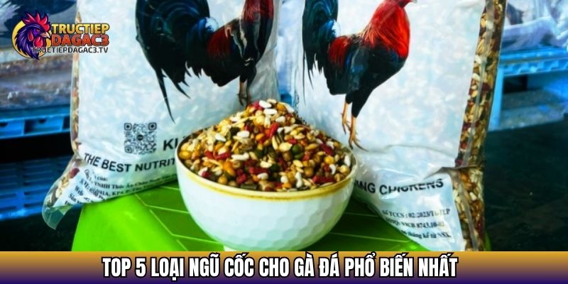 Ngũ Cốc Cho Gà Đá - Bí Quyết Nuôi Gà Sung Sức, Đá Bền 3 Top 5 loại ngũ cốc cho gà đá phổ biến nhất