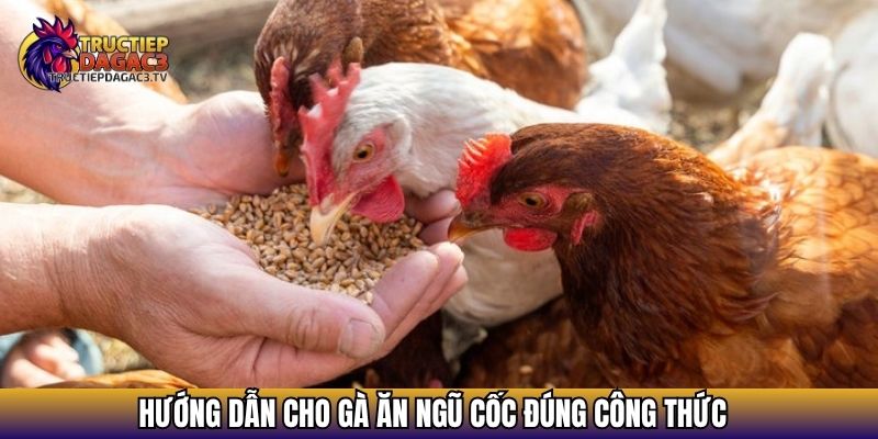 Ngũ Cốc Cho Gà Đá - Bí Quyết Nuôi Gà Sung Sức, Đá Bền 4 Hướng dẫn cho gà ăn ngũ cốc đúng công thức