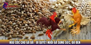 ngu coc cho ga da