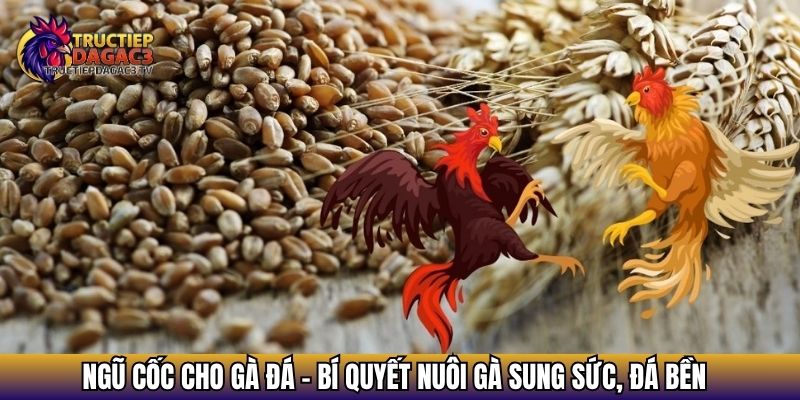 ngu coc cho ga da